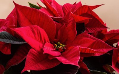 Beautify Our Sanctuary with Poinsettias!